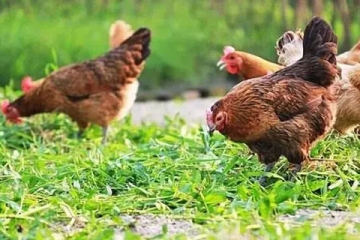 家庭農(nóng)場(chǎng)注冊(cè)商標(biāo)怎么注冊(cè)？注冊(cè)流程是什么？